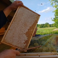 Wabenhonig im Holzrahmen (3000±100g)